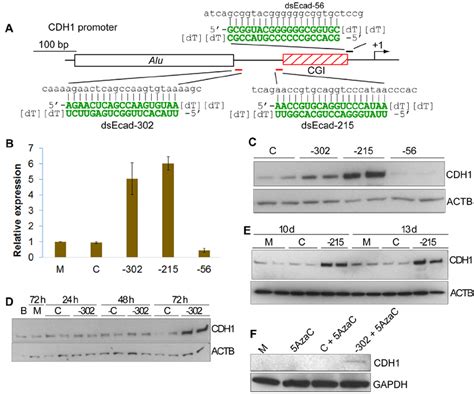 Activation Of The Cdh1 Gene By Rnaa And Its Related Kinetics A Download Scientific Diagram