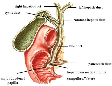 Measurement Of Common Bile Duct And Pancreatic Duct In Adult Using