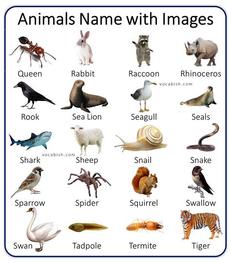 100+ A-Z Animal Names with Images and PDF | Vocabish