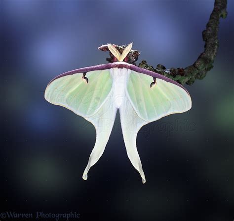 American Moon Moth Photo Wp07624