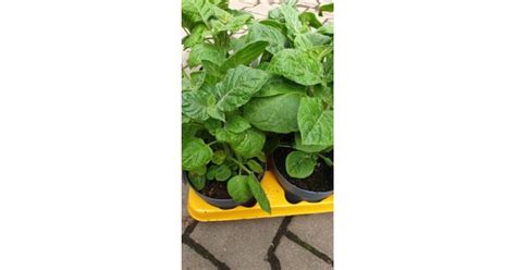 Физалис / Physalis peruviana (ядлив) в саксия