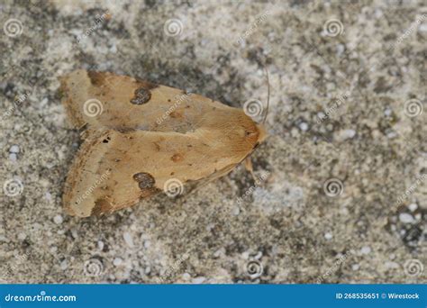 dorsal closeup   yellow colored bordered straw moth heliothis