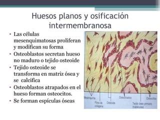 Sistema Esqueletico Y Osificacion Embriologia Ppt