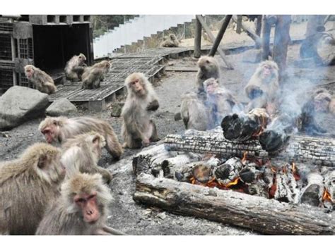 【冬の風物詩「たき火にあたるサル」】アクセス・イベント情報 じゃらんnet