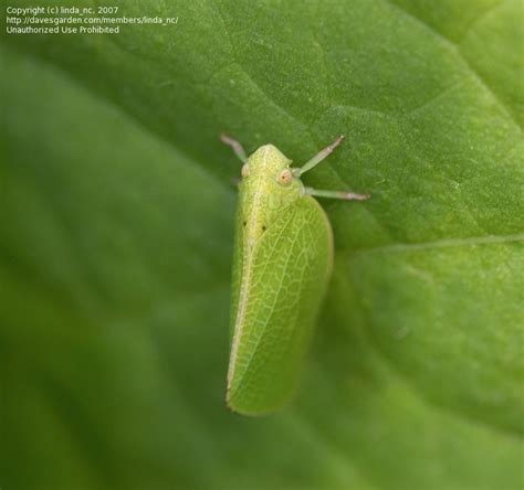 Image #2 of the bug Plant Hopper, Leaf Hopper (Acanalonia conica ...