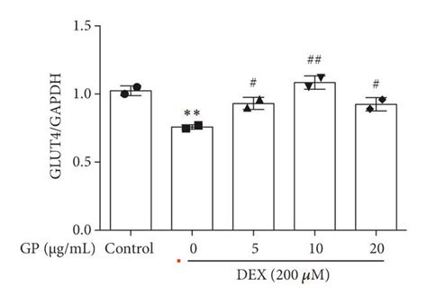 Gp Increases Glucose Consumption In Dex Induced C C Myotube Atrophy