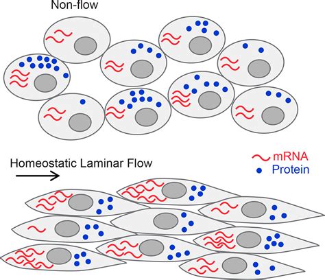 Single Cell Rna Sequencing Reveals Endothelial Cell Transcriptome