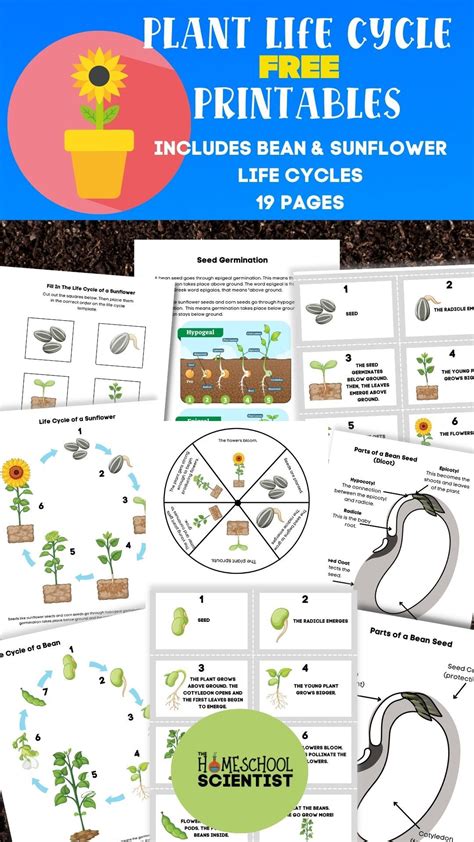 Plant Life Cycle Lesson And Worksheets 19 Pages With 9 Different Activities Includes Bean Life