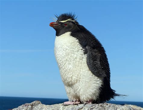 Pinguim Tem Pena Ou Pelo