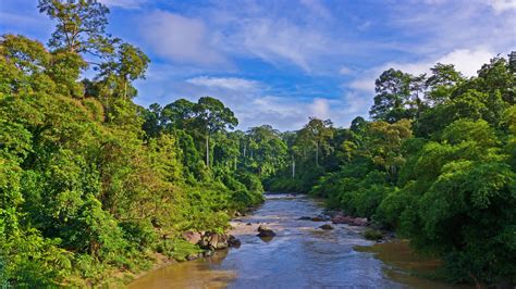 Aventure Dans La Faune Sauvage De Born O Malaisie Itin Raire Priv