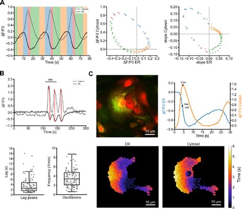 Er And Cytosolic Calcium Oscillations In Cultured Astrocytes A Left