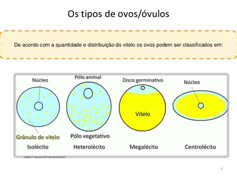 Tipos De Ovo Embriologia - RESUMO EMBRIOLOGIA- TIPOS DE OVOS | Bio Nota 10