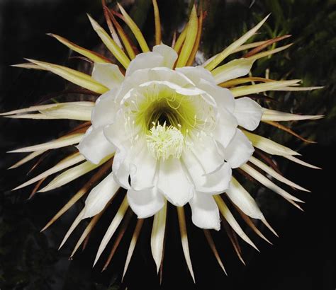 Como Cultivar A Dama Da Noite Hylocereus Undatus PlantaSonya O