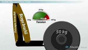 Isometric vs. Isotonic Contraction | Overview & Examples - Lesson ...