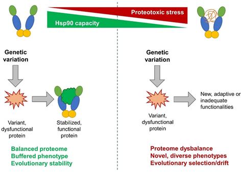 Cells Free Full Text Hsp90 From Cellular To Organismal Proteostasis