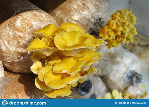 The Cultivation Of Golden Oyster Mushroom In Organic Farm. Yellow ...