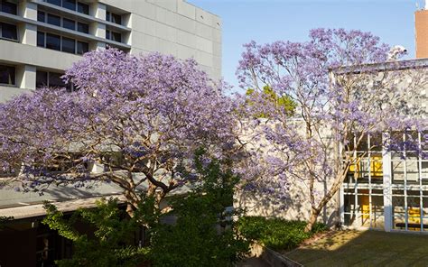 Au Unsw Jacaranda Trees Blossom Australasian Campuses Towards