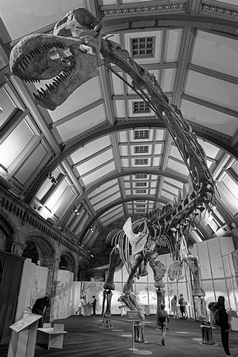 Titanosaur. | Natural History Museum | David William Rees | Flickr