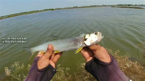 Cara Casting Ikan Payus Bandeng Lanang Di Spot Tambak Dengan Umpan