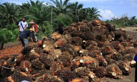 Tiap Daerah Di Kaltim Bakal Kecipratan DBH Sawit Rp 45 Miliar