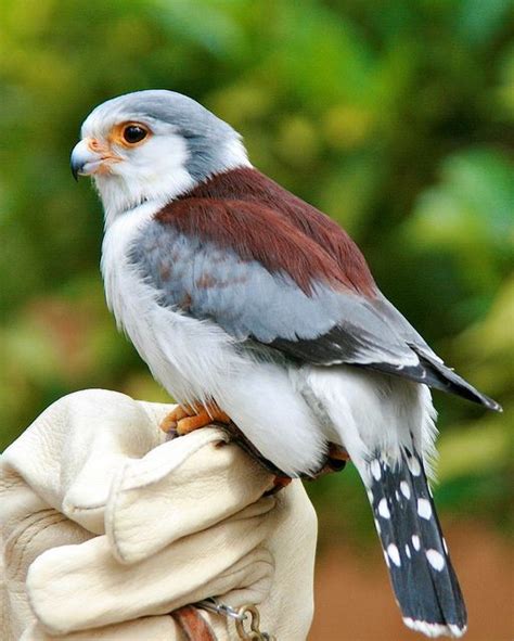 The Pygmy Falcon, or African Pygmy Falcon (Polihierax semitorquatus ...