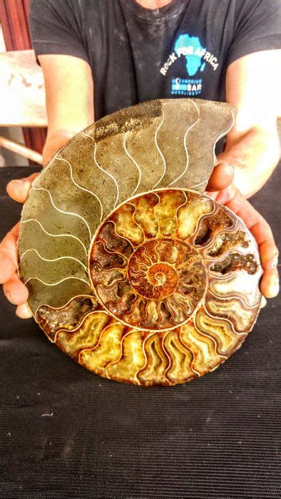 Fossil Chambered Ammonite Half Cleoniceras Sp Catawiki