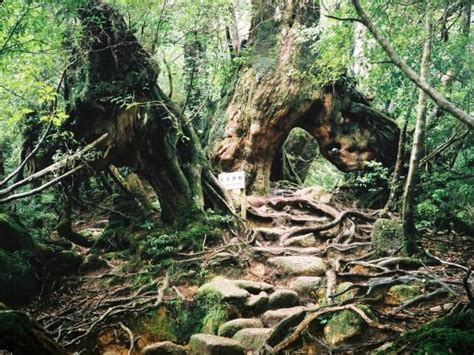 Yakushima Forest | Japan Cheapo