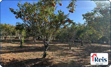 CHÁCARA A VENDA BARRO BRANCO TOCANTINS MG Imóveis