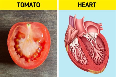 Foods That Resemble The Body Parts They Are Good For Minute Crafts