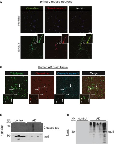 Activity Dependent Tau Cleavage By Caspase Promotes Neuronal