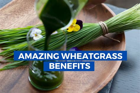 Amazing Wheatgrass Benefits