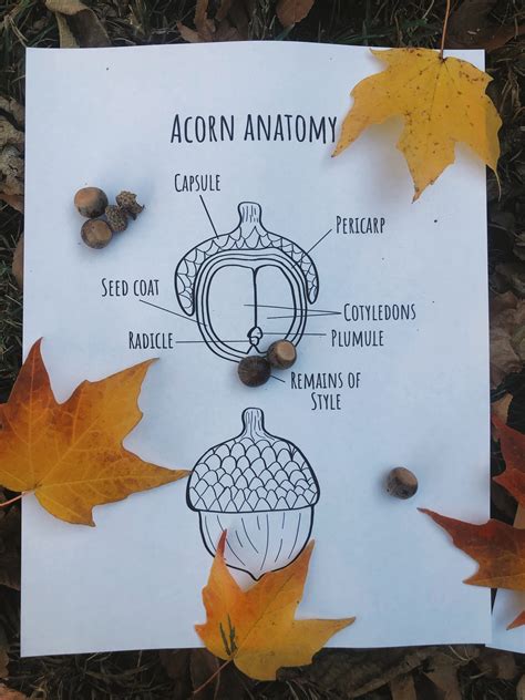 Acorn Anatomy – Homestead Mamas