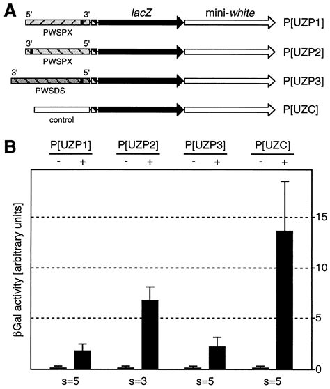 Identification Of A Silencing Element In The Human 15q11 Q13 Imprinting