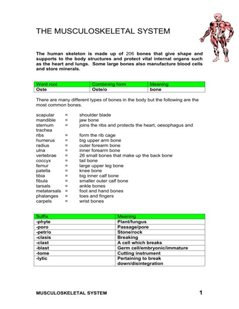 the musculoskeletal system