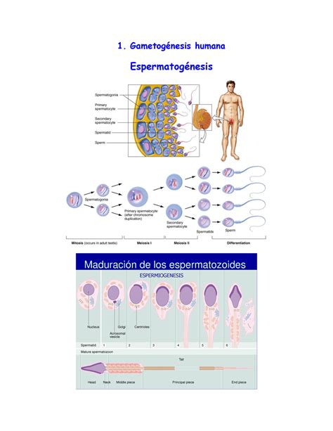 Gametogenesis Y Fecundacion Gametog Nesis Humana Espermatog Nesis