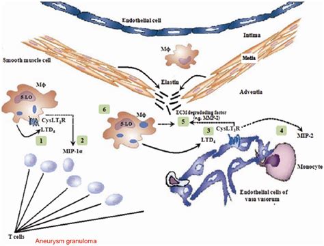 Model Of 5 Lipoxygenase 5 Lo Pathway Participatation In Leukocytes