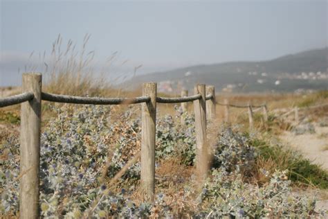 Landscaping with Native Grasses — Good Natured Flower Farm