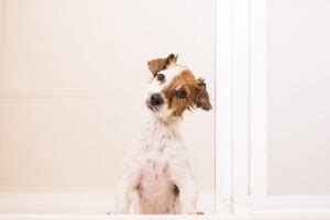 6 Reasons Your Dog Follows You Everywhere | Great Pet Care