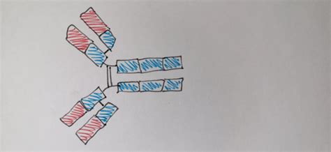 Föreläsning 4 Generation of diversity in B and T cell receptors