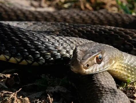 Descubre Cu Ndo Las Serpientes En Espa A Pasan A Modo Hibernaci N