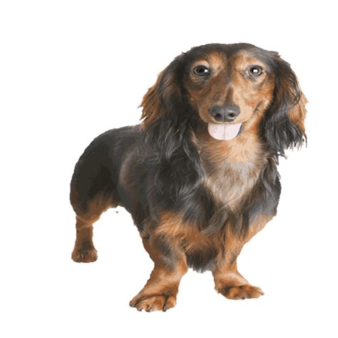 Dachshund Png Isolated Image Png Mart