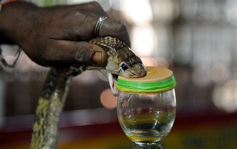 INDE Leur métier attraper les serpents les plus dangereux pour