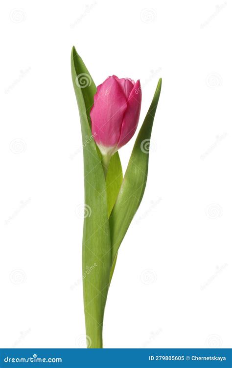 Beautiful Pink Tulip Flower Isolated On White Stock Image Image Of