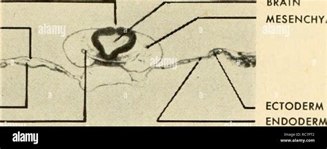 Mesoderm Embryology