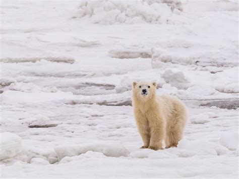 Arctic polar fox stock photo. Image of frozen, freedom - 105213990