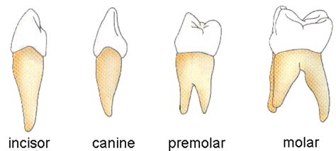 Teeth And Tongue - Class 7, Nutrition in Animals, Science