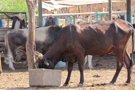 Suman Ya Reses Muertas Por Estiaje