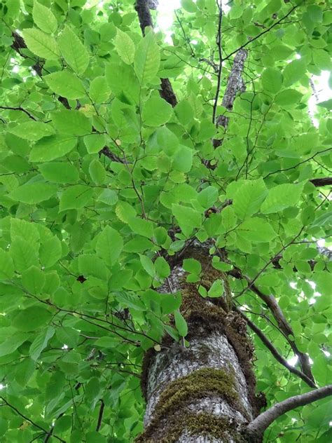 Ostrya virginiana - Bird Gardens