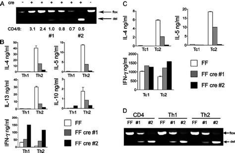 Cytokine Production From Differentiated Cd4 And Cd8 T Cells A Pcr