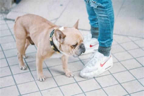 图片素材 : 甜, 小狗, 宠物, 牛头犬, 脊椎动物, 法国斗牛犬, 狗品种, 狗喜欢哺乳动物 4300x2867 - - 841528 ...